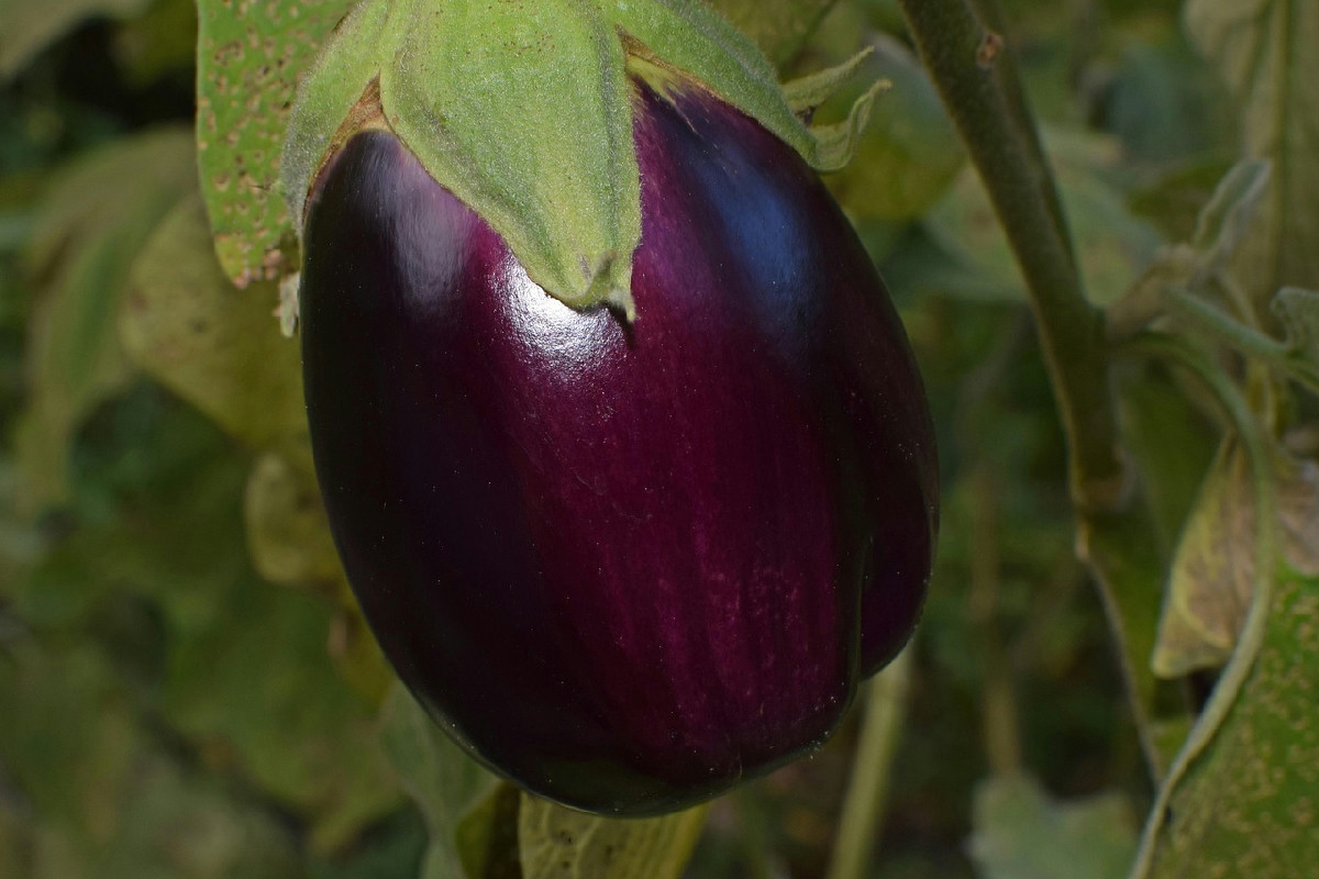 Non cucino più le melanzane come una volta: in friggitrice ad aria la differenza si sente davvero