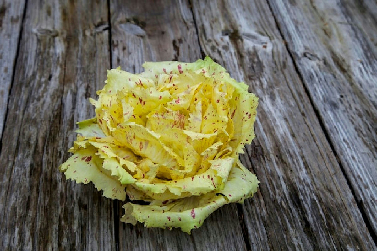 Polpette di verza e patate, la ricetta comfort food